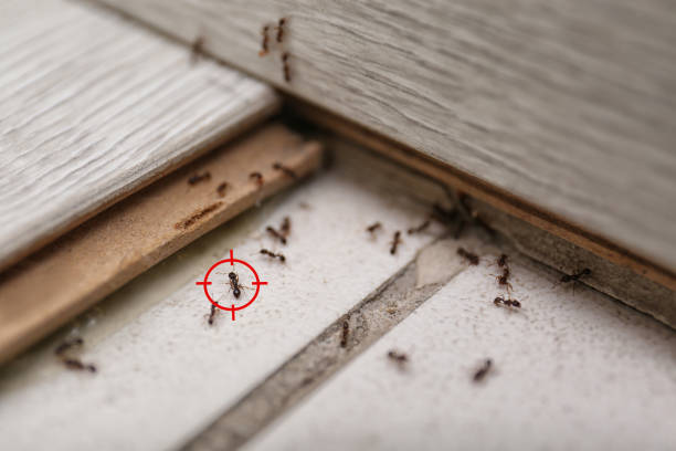Best Pest Control for Homes  in Isanti, MN