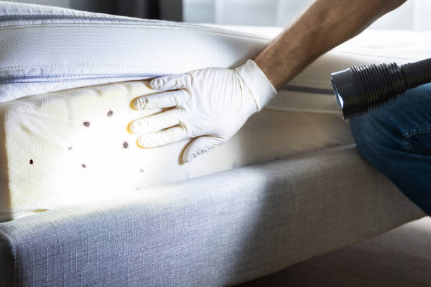 Best Emergency Pest Control  in Isanti, MN
