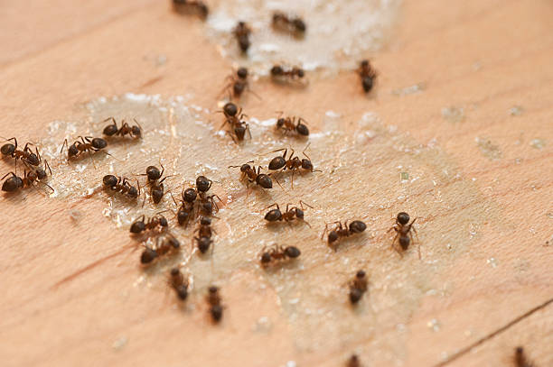 Wasp Removal Services in Isanti, MN