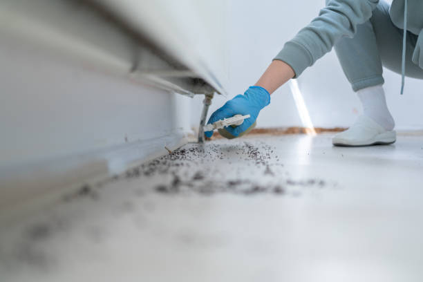 Best Insect Control  in Isanti, MN